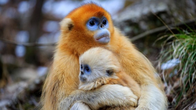 Assistere il parto: la straordinario caso delle scimmie levatrici