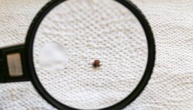 Come riconoscere le cimici da letto ed eliminarle