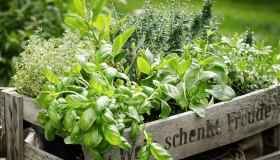 Piante officinali: cosa sono e quali coltivare a casa