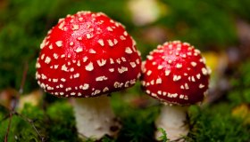 Raccolta dei funghi spontanei: i consigli per evitare le intossicazioni