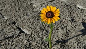 Frasi sulla resilienza