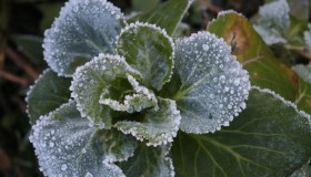 Come proteggere le piante dal freddo e dal gelo