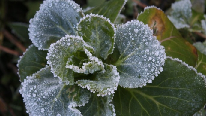 Come proteggere le piante dal freddo e dal gelo