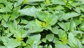 Stramonio, perché si confonde con la mandragola ed è pericoloso