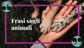 Frasi sugli animali: d’amore e uniche, riflessioni da Gandhi a San Francesco