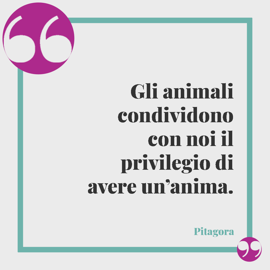 Frasi sugli animali.Gli animali condividono con noi il privilegio di avere un’anima. (Pitagora)