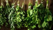 Aromatic Herbs What They Are Positive For And Why They Are Useful For 