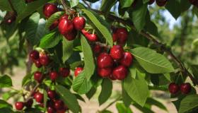 Potatura del ciliegio: il periodo giusto, consigli infallibili e trucchi geniali