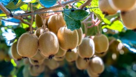 Potatura del kiwi: come e quando farla e su quali rami fruttifica