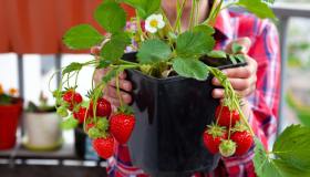 Fragole in vaso, come coltivarle sul balcone: la guida facile
