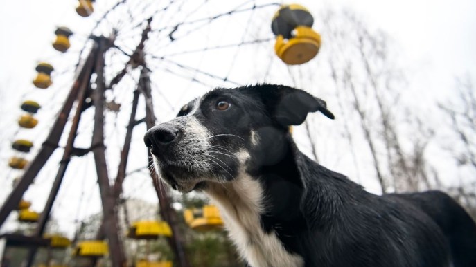 Chernobyl, 37 anni dopo: i cani sono geneticamente mutati