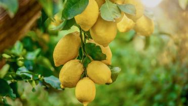 Potatura albicocco: come e quando farla