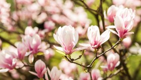 Potatura magnolia: quando e come farla, tutti i trucchi