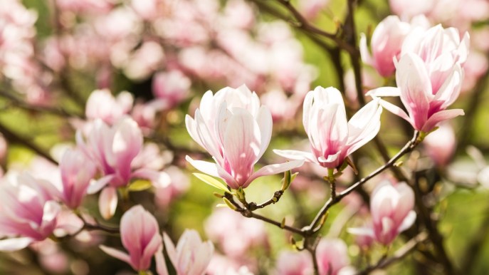 Potatura magnolia: quando e come farla, tutti i trucchi