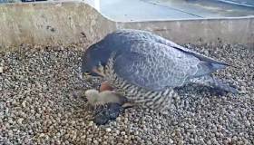 La storia dei falchi pellegrini e dell’amore nato tra i grattacieli di Milano