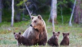 Uomo e natura: chi fa un passo indietro? La storia di Jj4 e la guerra agli orsi
