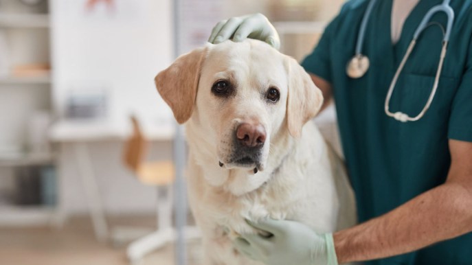 Sterilizzazione e castrazione del cane: le risposte della veterinaria ai dubbi più comuni