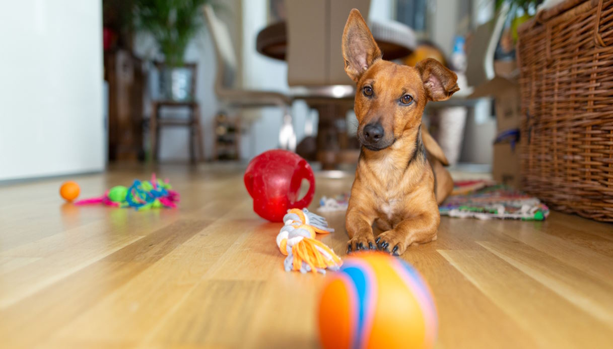 Giocare con il cane: perché è importante e come farlo in modo corretto