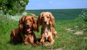 Come funziona il calore dei cani? La guida completa al ciclo dei nostri amici a quattro zampe