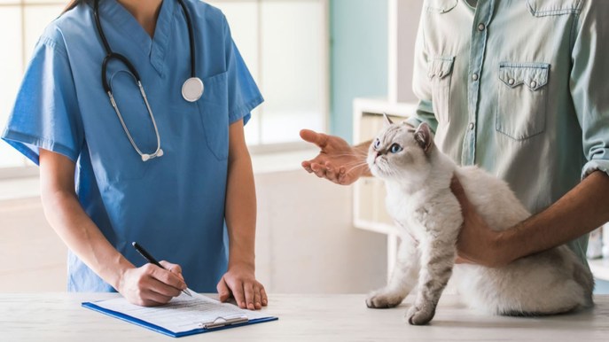 Vaccini per il gatto: quali sono obbligatori e quando farli? I consigli della veterinaria
