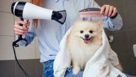 Ogni quanto lavare e tosare il cane? Tutte le risposte ai dubbi sulla toelettatura