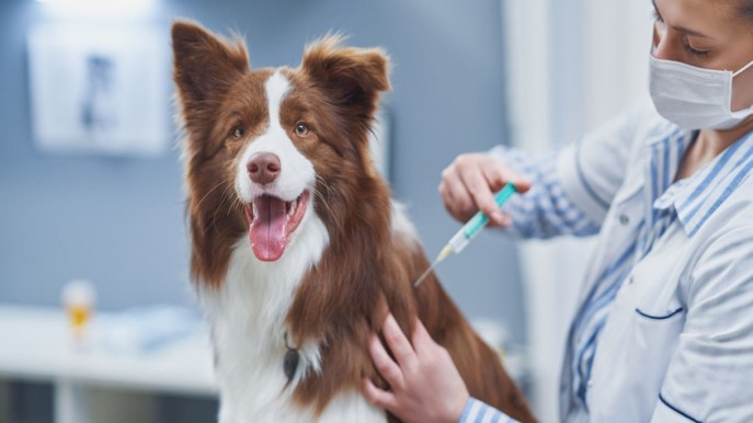 Vaccini per il cane: quali sono obbligatori e quando farli? I consigli della veterinaria