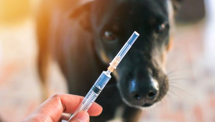 cane e vaccino