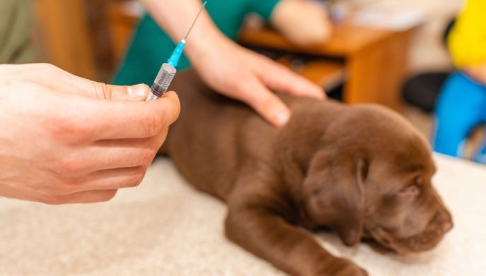vaccino cucciolo