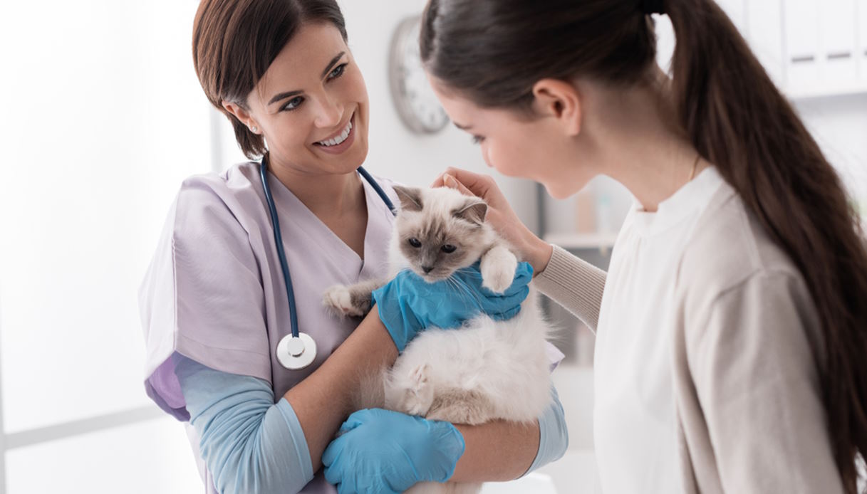 Gatti e parassiti: cura e igiene - Consigli del veterinario