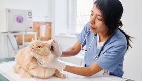 I vermi nel gatto: come riconoscere ed eliminare questi fastidiosi parassiti