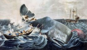 Moby Dick, le origini del capolavoro di Herman Melville