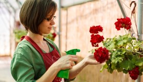 Bruchi nei gerani: come eliminarli e salvare le piante