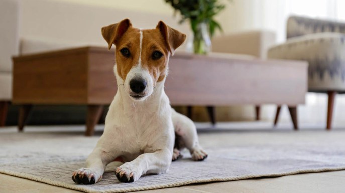 Cane in casa: le regole per gestire al meglio gli spazi condivisi