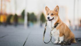 Il tuo cane tira sempre al guinzaglio? Cosa sbagli e come abituarlo a seguirti