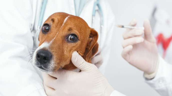 Proteggi il tuo cane: guida alla profilassi antiparassitaria stagionale