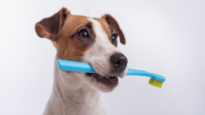 Bisogna lavare i denti a cani e gatti? Tutto sull’igiene orale dei pets