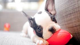 Cucciolo in arrivo? Cosa serve per preparare la casa e la famiglia all’arrivo di un cane