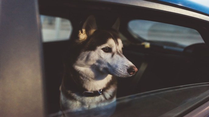 Lasciare il cane in macchina: cosa devi sapere e cosa fare