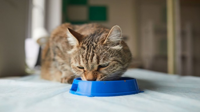 Quanto deve mangiare un gatto? Le indicazioni da seguire 