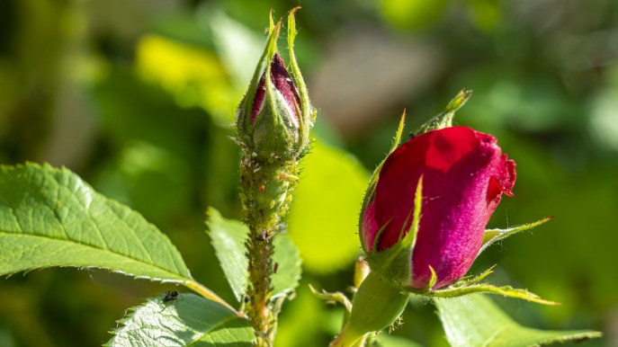 Pidocchi delle rose, i metodi naturali più efficaci per eliminarli