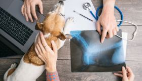 Cani: le malattie ereditarie più comuni per ogni razza