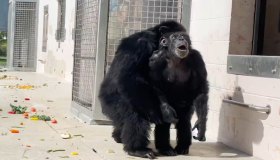 L’emozione della scimpanzé Vanilla che vede il cielo per la prima volta: il video