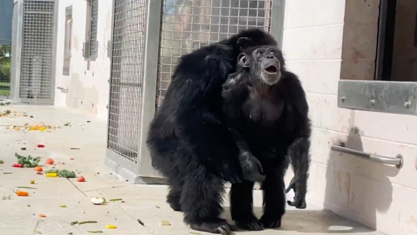 Il Museo Di Belle Arti Di Budapest: Opere, Orari E Costo Del Biglietto - Foto 5