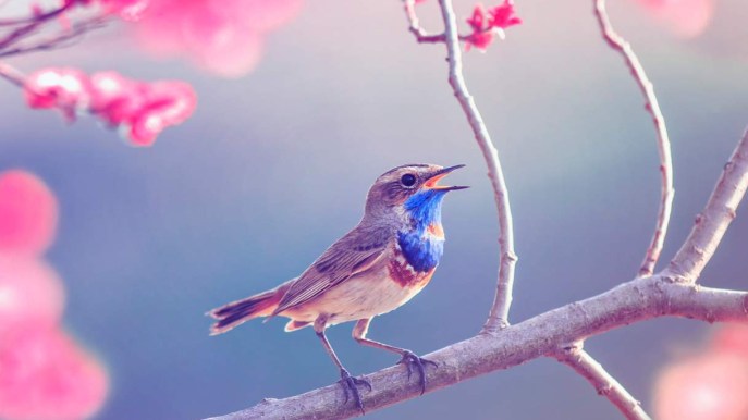 Per curare ansia e stress mettiti all’ascolto del canto degli uccelli