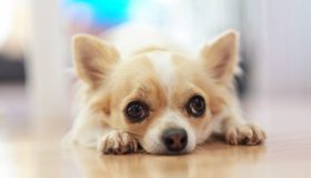 Cane che trema: quando preoccuparsi e cosa fare