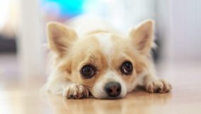 chiwawa cane che trema