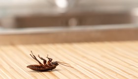 Che differenza c’è tra scarafaggi e blatte e come eliminarli con l’olio di rosmarino