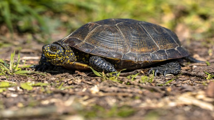 Cosa mangiano le tartarughe di terra? Guida all’alimentazione perfetta