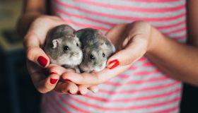 Quanto vive un criceto? Tutti i fattori che ne influenzano la longevità