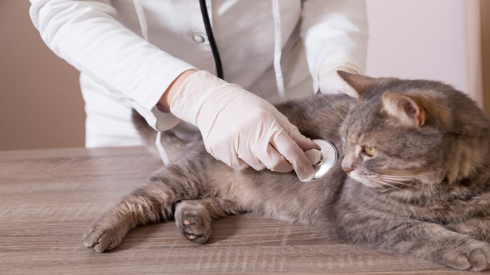 Disturbi intestinali nel gatto: quando preoccuparsi e cosa fare per aiutarlo